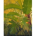 thumbnail image 2 of Charles, J 15x18 Black Ornate Wood Framed with Double Matting Museum Art Print Titled - Sunshine Tropics 1, 2 of 4