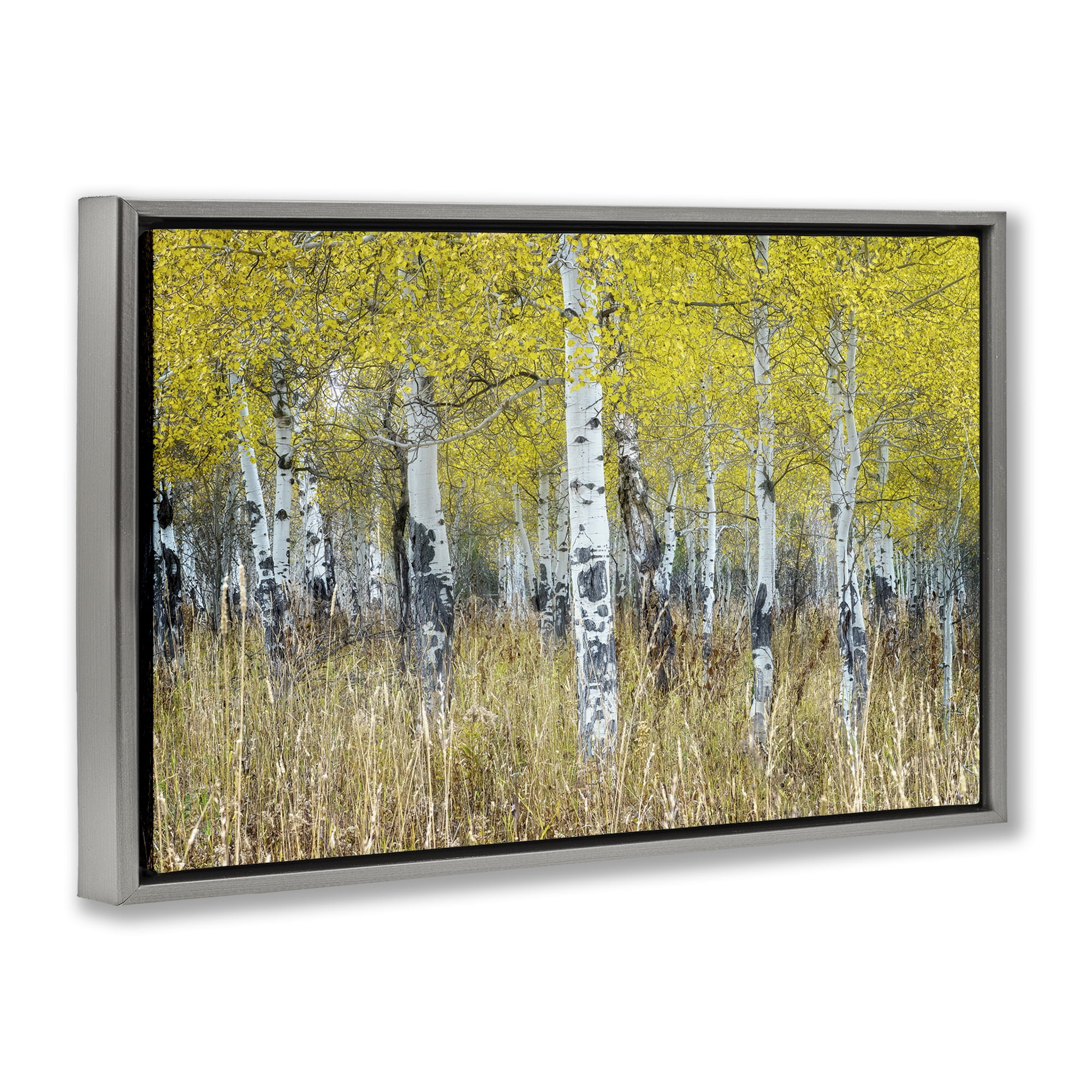 Stupell Industries Dense Birch Trees Landscape & Nature Photography Gray Floater Framed Canvas Art Print Wall Art, 31 x 21