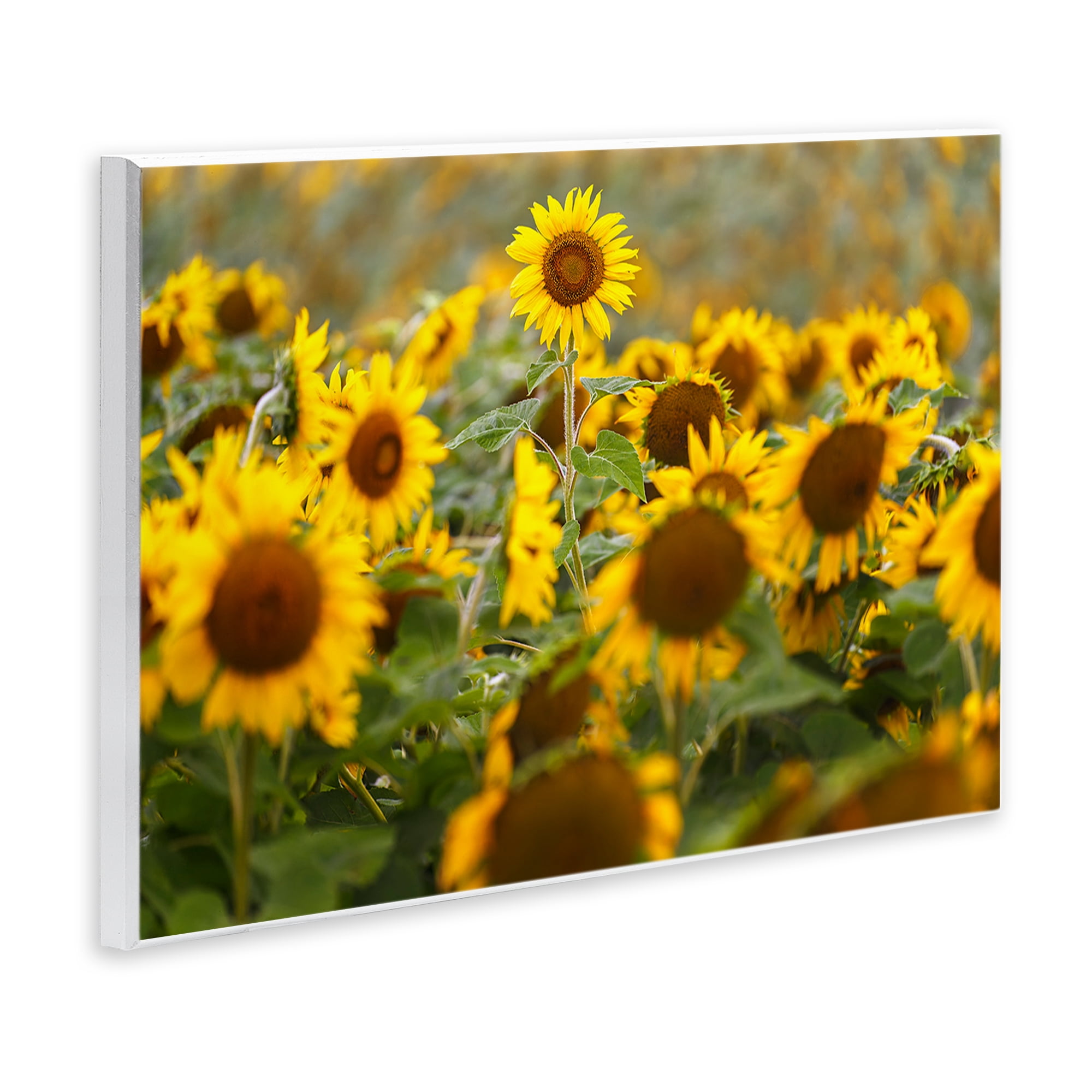 Central Sunflower in Meadow Wall Plaque Art, design by Andy Crawford