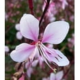thumbnail image 3 of 100 Pink GAURA WHIRLING BUTTERFLIES Gaura Biennis Flower Seeds, 3 of 5