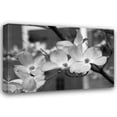 thumbnail image 1 of Erin Berzel 40x28 Gallery Wrapped Canvas Wall Art Titled - Dogwood Blossoms II BW, 1 of 4