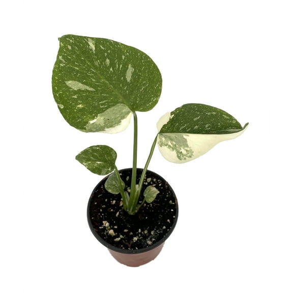 Rare Thai Constellation Philodendron - 4" Pot - Collector's Series