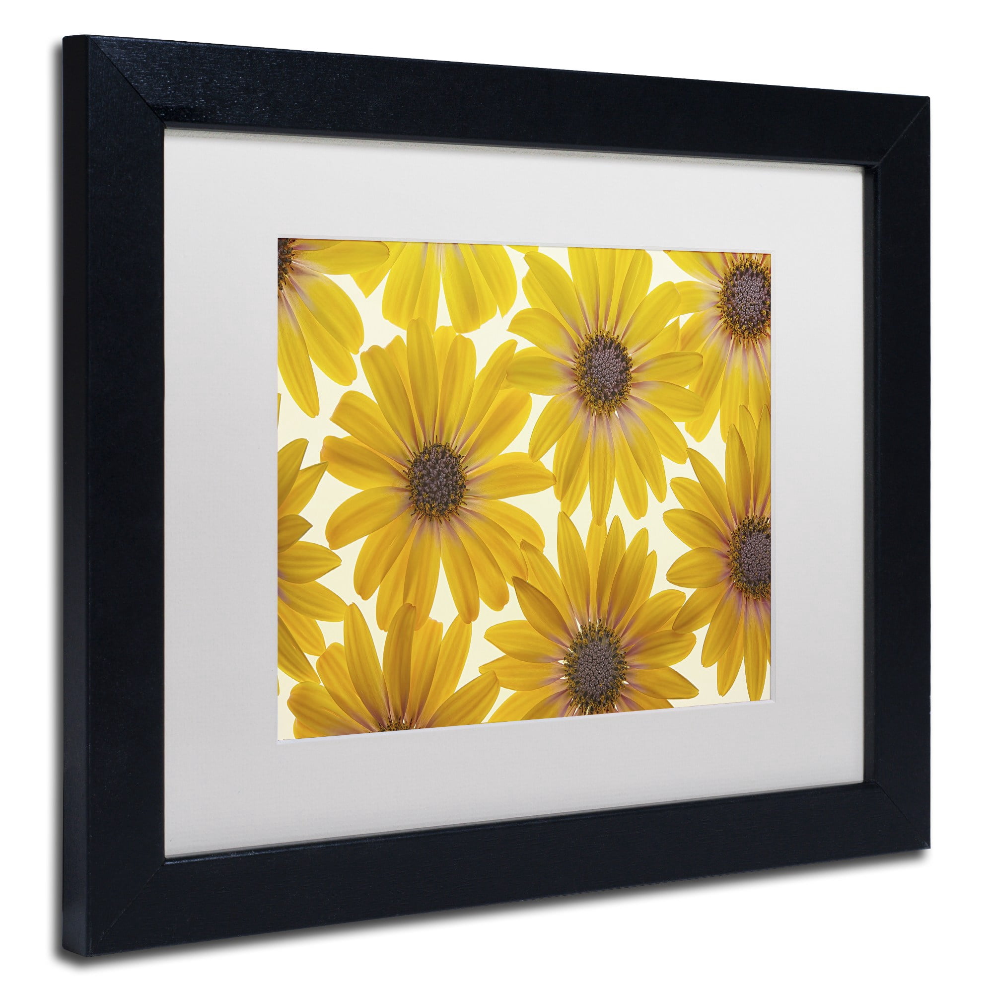 Trademark Fine Art 'Yellow Cape Daisies' Canvas Art by Cora Niele, White Matte, Wood Frame