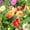 Mix, variant on Figaro Series Dahlia Flower Seed - Violet - 500 Seeds - Annual Flower Garden Seed Multi Color Blend - Dahlia pinnata