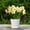 White, variant on 6 inch Medium Plastic Nursery Pots,Seedling Pots,Succulent Plant Flowerpot,Plant Pots for Indoor Outdoor Plants, Flower Pots with Drainage Holes and Saucers, Decorative Planters for House,Pink