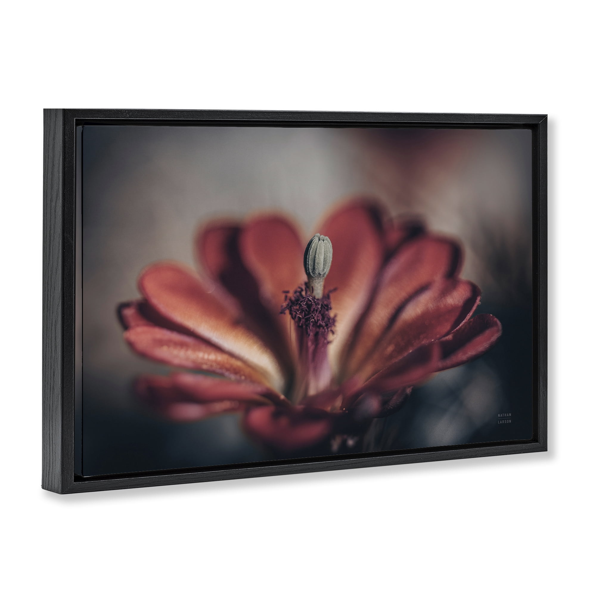 Stupell Industries Red Elevation Bloom Botanical & Floral Photography Black Floater Framed Art Print Wall Art, 31 x 21