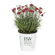 Proven Winners Pink Dianthus Live Plant