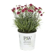 Angle View: Proven Winners Pink Dianthus Live Plant