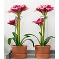 thumbnail image 3 of Jingjianm 12 Pack Plant Stakes, 16 Inch Plant Support Stakes, Plant Sticks Support, Flower Stakes for Plants Peony, Amaryllis, Marigold, Coreopsis, Tomato Seedling, 3 of 6