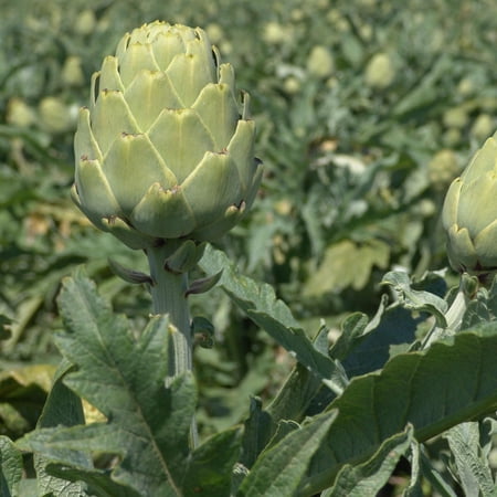 Imperial Star Artichoke Garden Seeds - 500 Seeds - Premium Non-GMO Vegetable Gardening Seeds