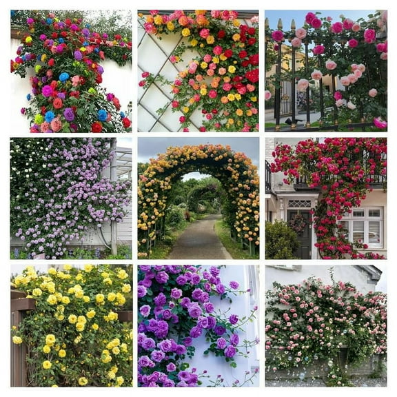 600  Mix Climbing Rose Seeds for MVR1 Planting Outdoors Ornamental Vine Rosas Bush Vine Climber Long-Blooming Garden Decoration
