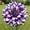 A, variant on Perennial Gorgeous -Dahlia Plant Bulbs - Easy Care / Low Maintenance - Ideal for Garden Landscape, Plant Hangers