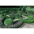 thumbnail image 2 of Winter Green Korean Boxwood - 10 Live Plants - Buxus Microphylla - Fast Growing Cold Hardy Formal Shrub, 2 of 3