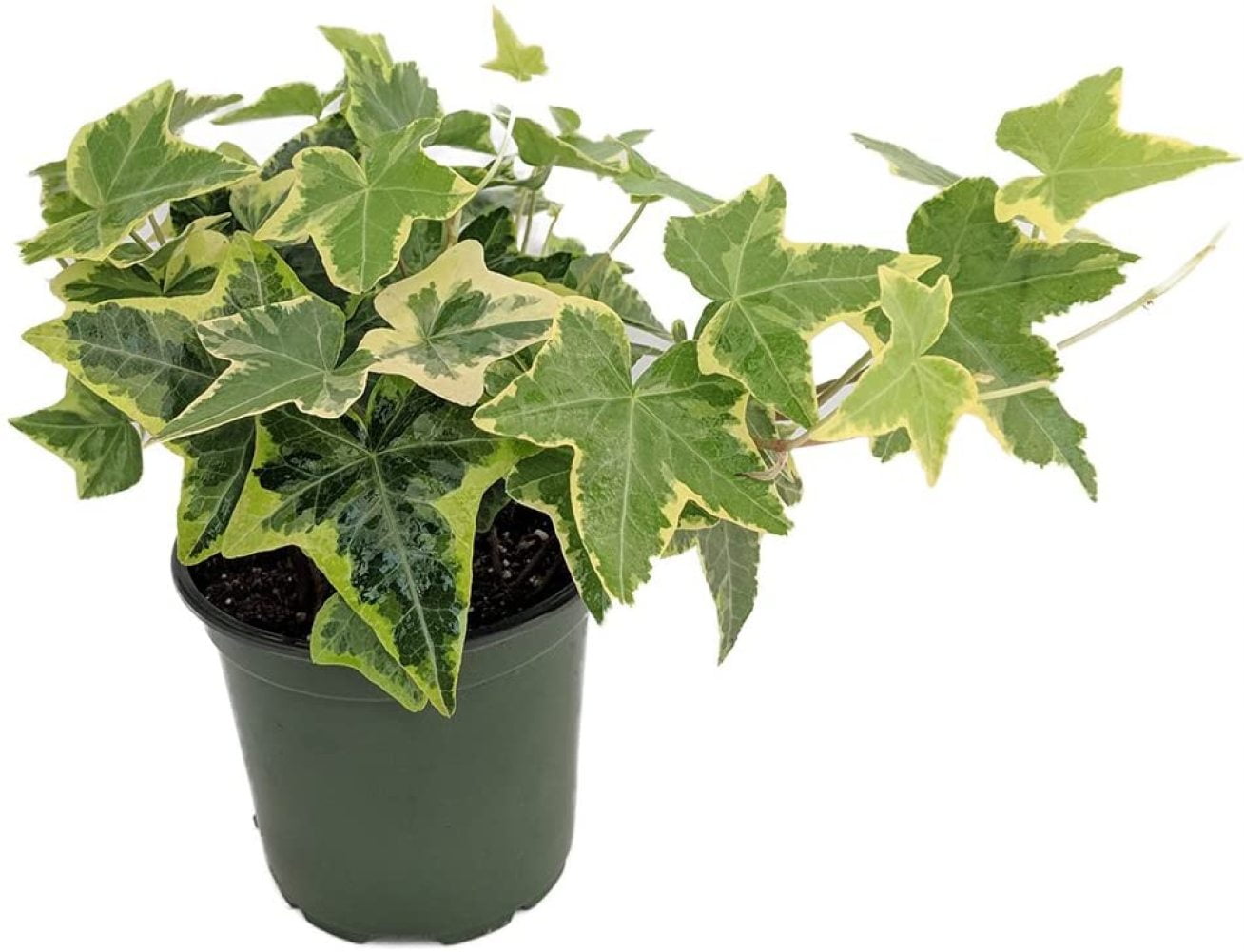 Gold Child English Ivy - Hardy Groundcover/House Plant - Sun or Shade - 4 Pot