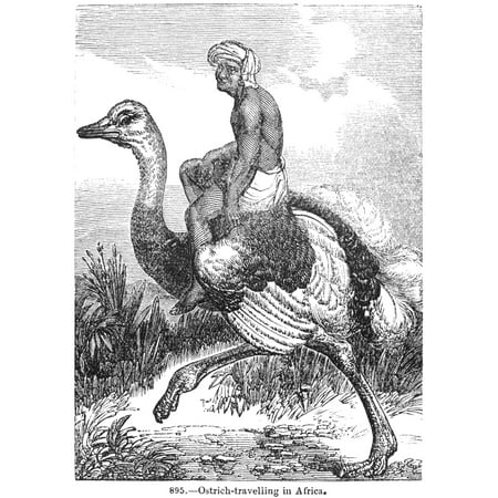 Ostrich NOstrich Travelling In Africa Wood Engraving English 19Th Century Poster Print by Granger