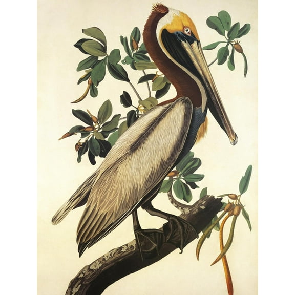 Art.com Brown Pelican Art Print by John James Audubon, 18" x 24"