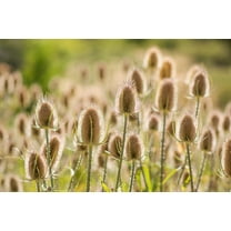 75 FULLERS TEASEL Indian Teasel Dipsacus Sativus White Flower Herb Seeds