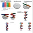thumbnail image 4 of DNA Models Double Helix Model Components, Science Educational Teaching Instrument Toy, 4 of 4