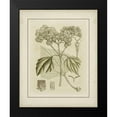 thumbnail image 2 of Curtis 12x14 Black Modern Framed Museum Art Print Titled - Small Tinted Botanical IV, 2 of 5