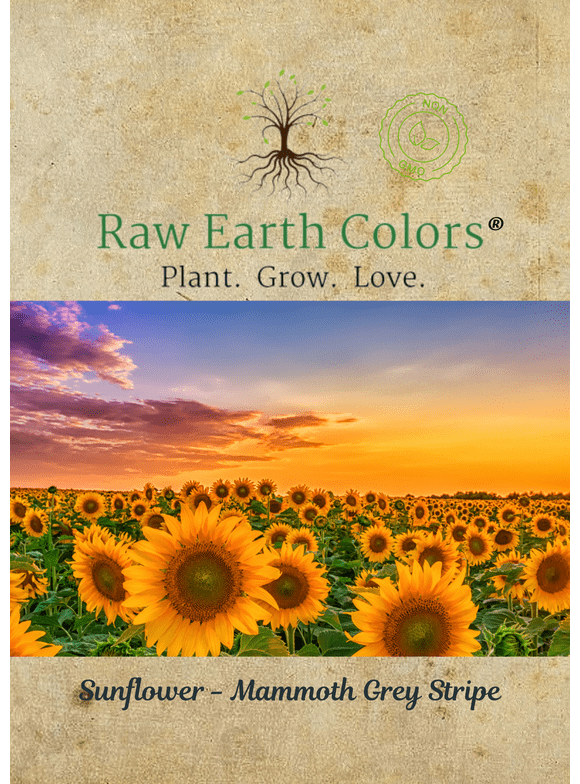 Sunflower Flower Seeds in Seed Gardening