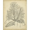 thumbnail image 2 of Curtis 15x18 Gold Ornate Wood Framed with Double Matting Museum Art Print Titled - Vintage Curtis Botanical V, 2 of 4