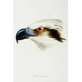 thumbnail image 2 of Gould, John 11x14 Gold Ornate Wood Framed with Double Matting Museum Art Print Titled - White-headed Osprey-Pandion leucocephalus, 2 of 4