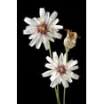 thumbnail image 5 of 25 WHITE CUPID'S DART Love Plant Catananche Caerulea Flower Seeds, 5 of 8