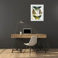 thumbnail image 3 of Butler, John 15x18 White Modern Wood Framed Museum Art Print Titled - Butterfly Map III, 3 of 4