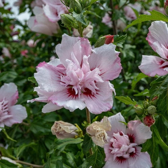 Peppermint Smoothie-Rose of Sharon-Deciduous Shrub with Vibrant Blooms  3 Gallon