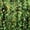 Summer Green, variant on Arcturus 3D Leaf Ghillie Suit, Men's Camo Clothing, Dark Woodland, M/L
