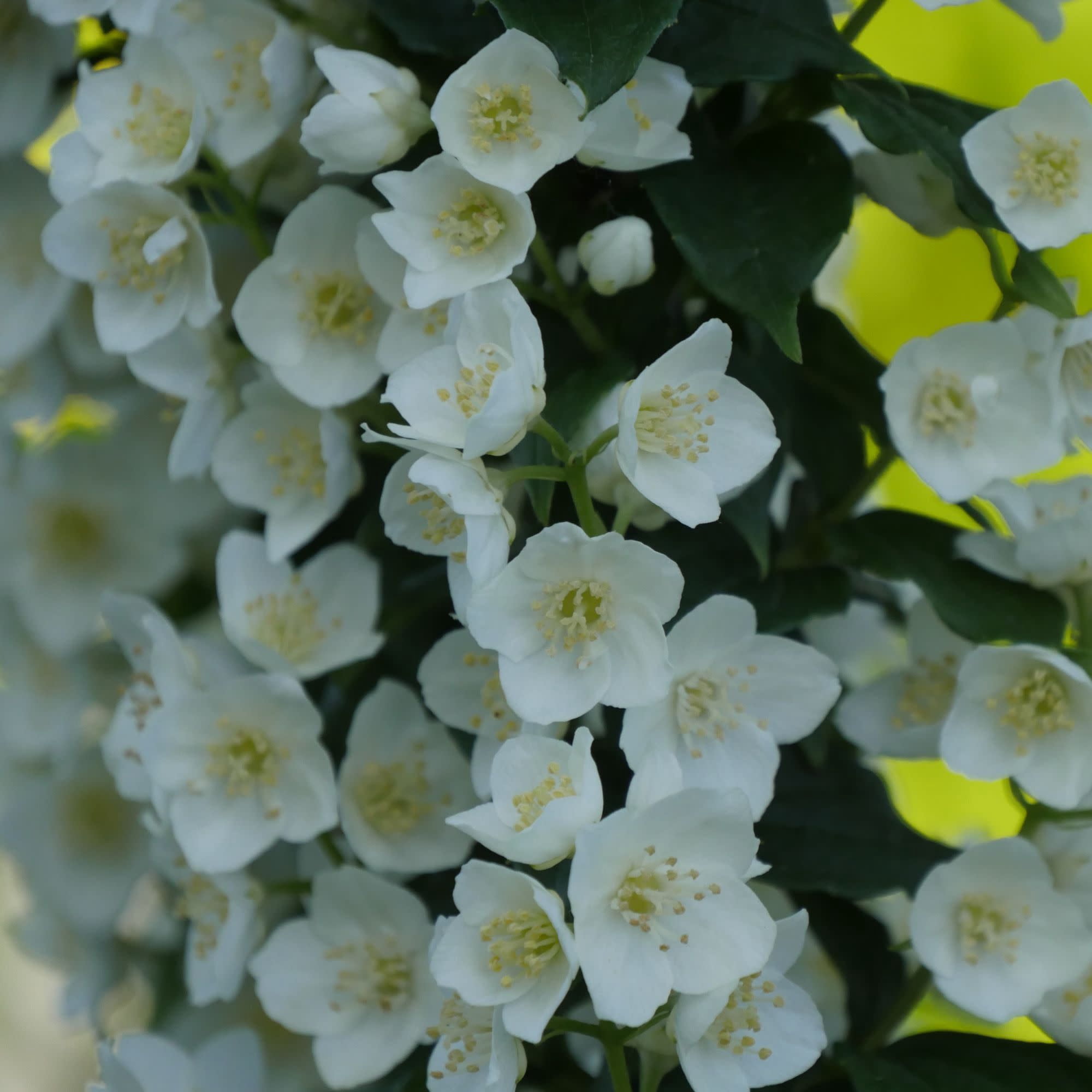 Proven Winners ColorChoice 5" White Illuminati Tower Mock Orange Live Plant in 4.5" Pot (4 Count)