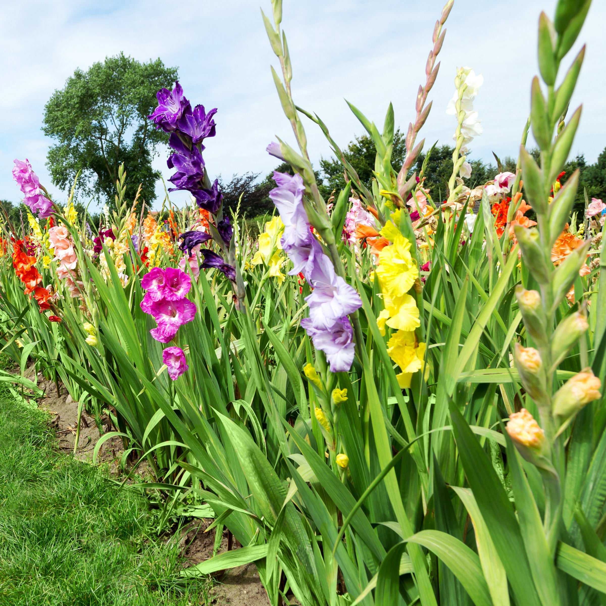 National Plant Network Gladioli Mixed Bulbs (20-Pack)