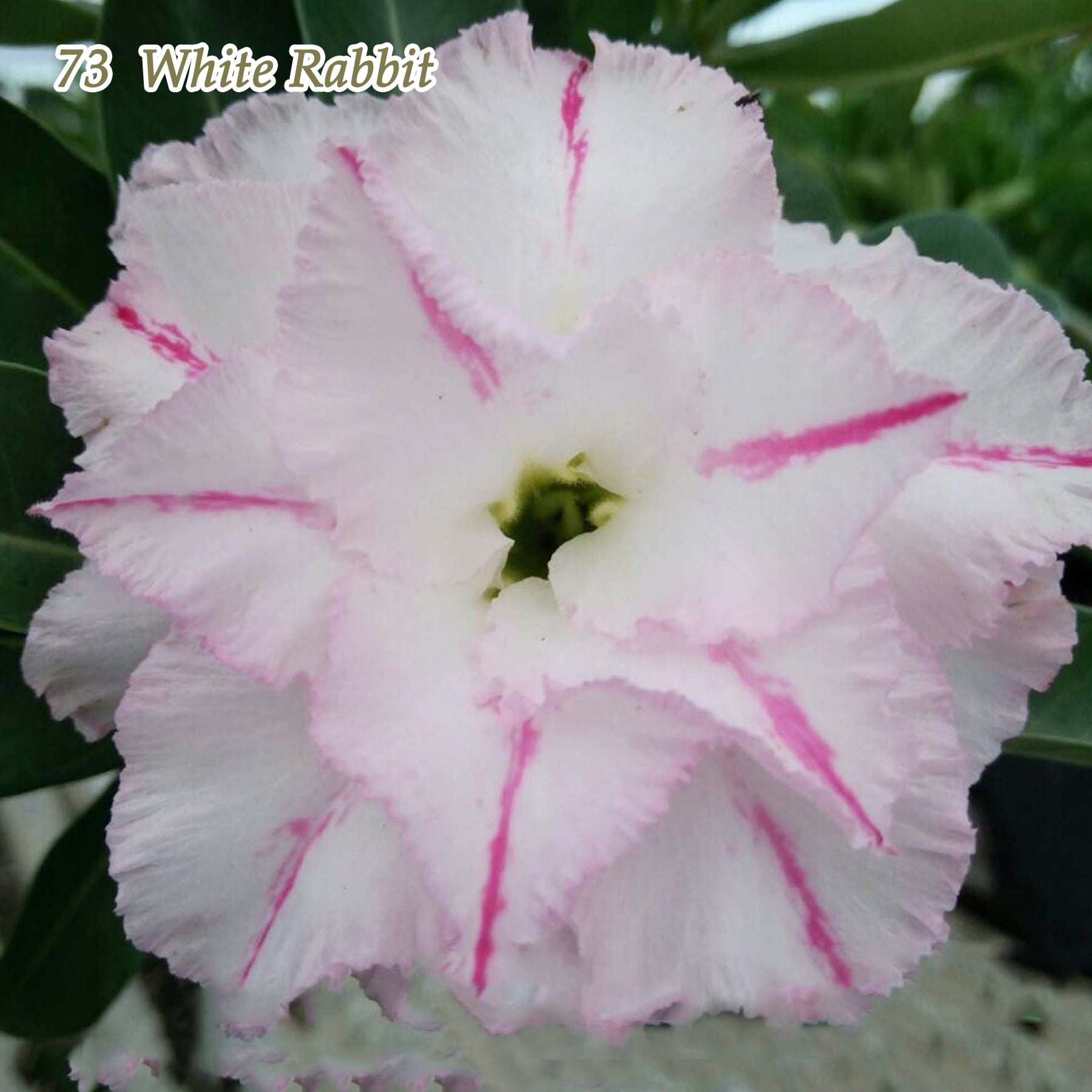 Adenium Obesum Desert Rose Plants New Hybrids Double-flowered Easy Care Bonsai by