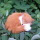 thumbnail image 3 of Dormir Sunnimix Piel de Zorro Adorno Interior Animal Color Amarillo, 3 of 8