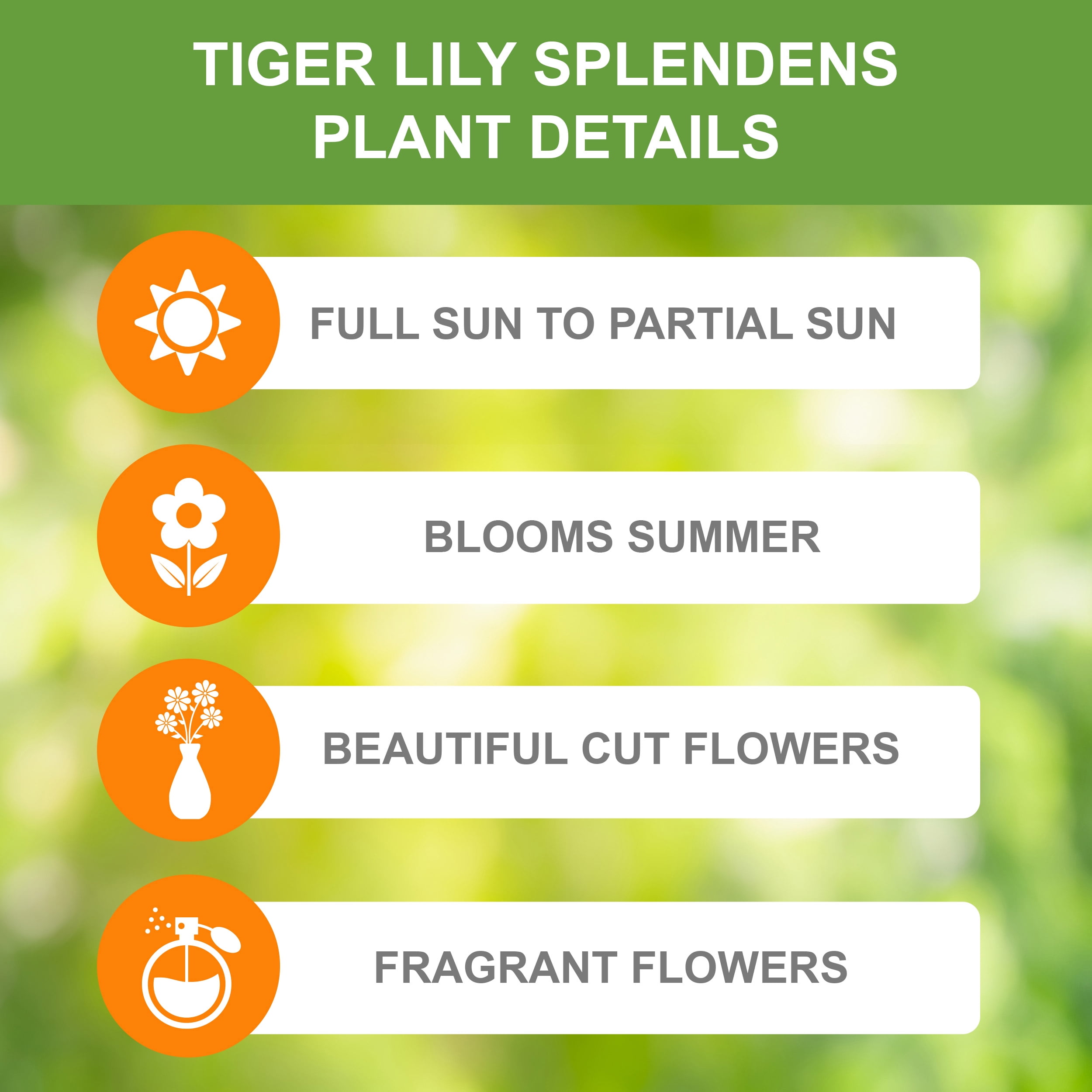 Garden State Bulb Splendens Tiger Lily Flower Bulbs, 14/16cm, Spring Planting (Bag of 30)