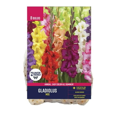 Van Zyverden Gladiolus Mix (Set of 8 Dormant Bulbs) Partial Sun, Multi-Color, Annual