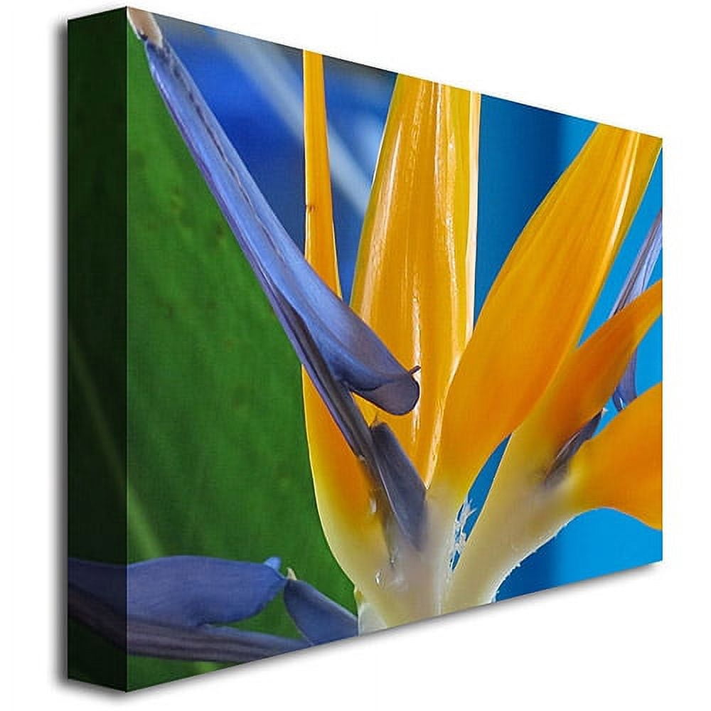 Trademark Art "Bird of Paradise" Canvas Wall Art by Kathie McCurdy