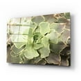 thumbnail image 2 of Epic Art 'Glowing Succulent II' by Lori Deiter Acrylic Glass Wall Art, 24"x16", 2 of 8