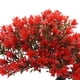 thumbnail image 5 of Plantas artificiales Bonsái Tree Faux Pine Bewildely Decoración Verde en maceta, 5 of 6