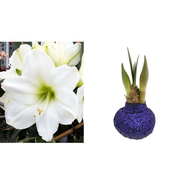 Blue Glitter Dipped Waxed Amaryllis Bulb Blooms Without Soil/Water