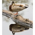 thumbnail image 2 of Wild, Jamie and Judy 12x13 White Modern Wood Framed Museum Art Print Titled - WA-Juanita Bay Wetland-Mallard Duck ( Anas Platyrhynchos)-male, 2 of 4