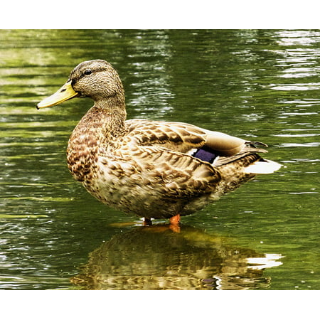 Acrylic Face Mounted Prints Pond Nature Duck Aquatic Animal Mallard Water Bird Print 20 x 16. Worry Free Wall Installation - Shadow Mount is Included.