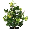 thumbnail image 6 of Northlight 1.9' Unlit Artificial Potted Bonsai-Style Green Apple Tree, 6 of 9
