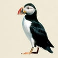 thumbnail image 3 of CafePress - Puffin 1 T Shirt - Men's Classic Graphic T-Shirt, 3 of 4