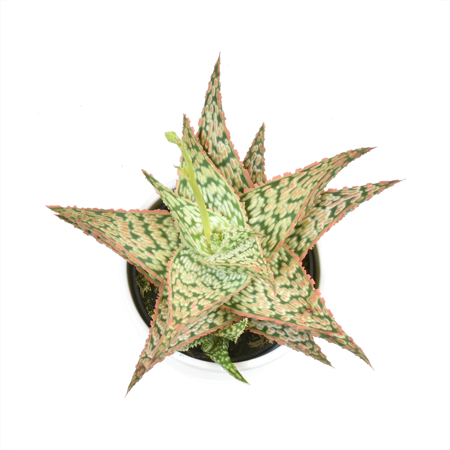 Altman Plants 3.5" Star Aloe in White Ceramic Pot