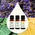 thumbnail image 3 of Plant Therapy Top 3 Organic Singles Set 10 mL (1/3 oz) Lemon, Lavender & Peppermint 100% Pure, Undiluted, Natural Aromatherapy, 3 of 8
