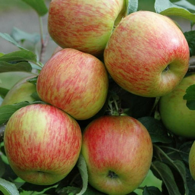 Mcintosh Apples, 1 Lb - Kroger