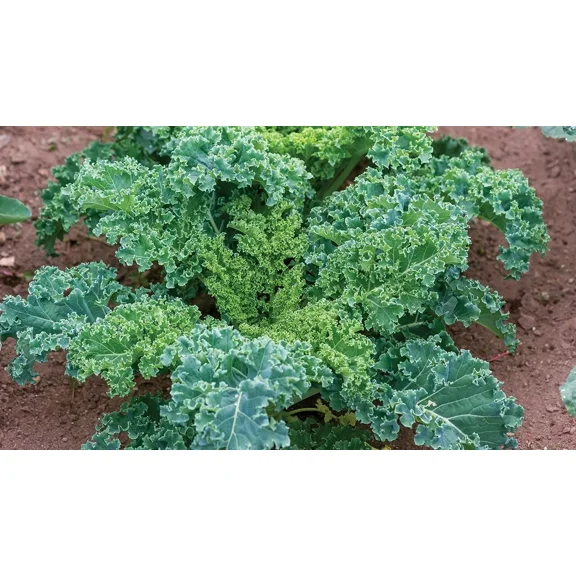 2,000 Kale Seeds - Dwarf Blue Curled - Dwarf Blue Scotch - Non-GMO Heirloom Kale