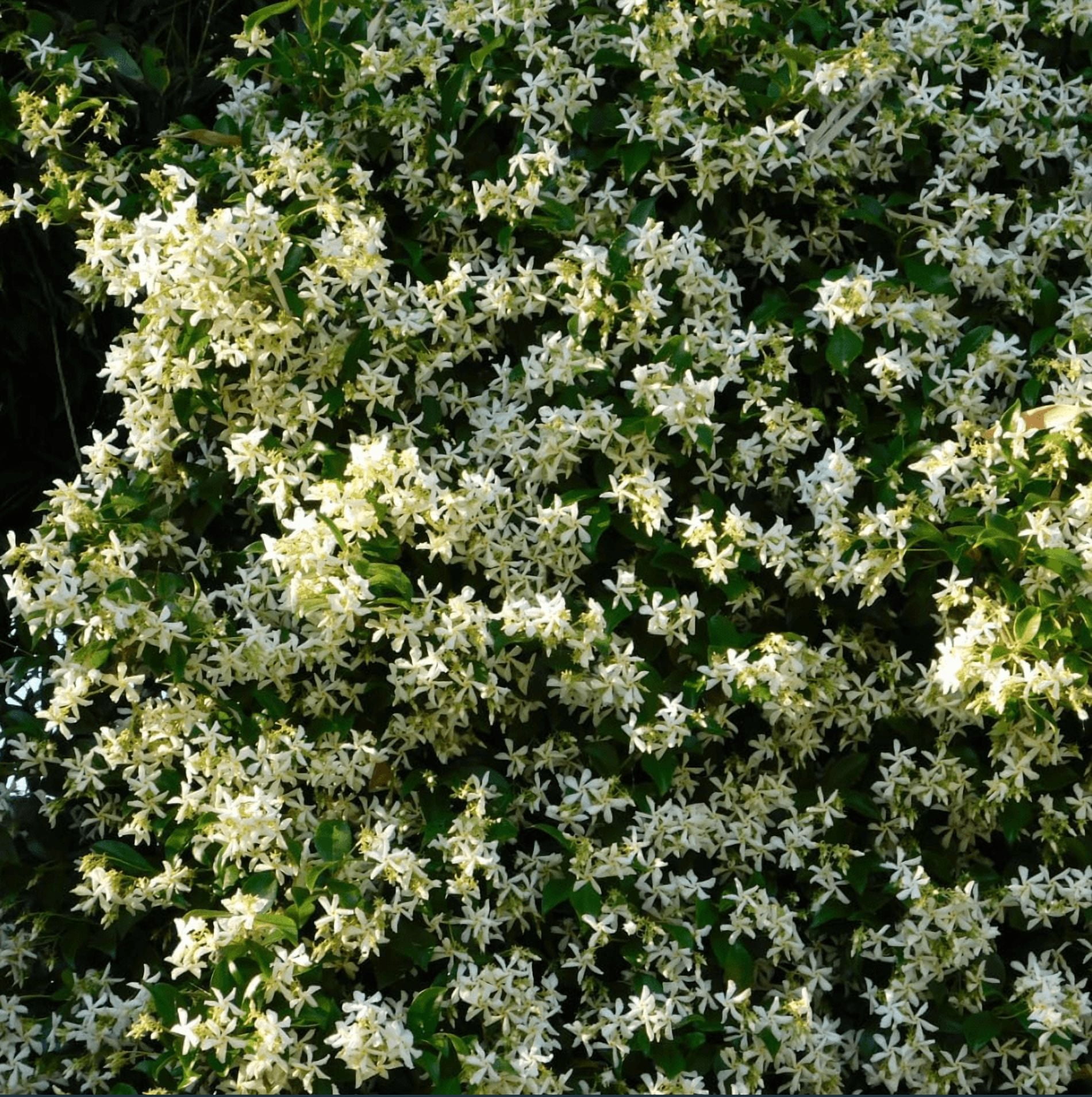 Confederate Star Jasmine Plant Live for Planting, Fragrant White Jasmine Flowering Vine for Indoor Outdoor Growing, 4-6 Inch Tall