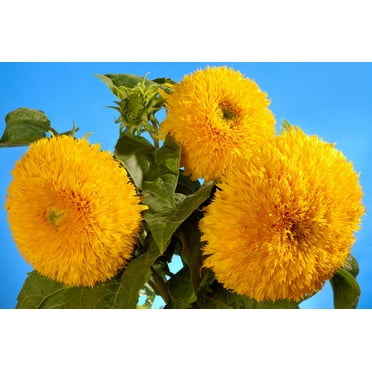 100 Double DWARF SUNGOLD SUNFLOWER Helianthus Annuus Yellow Teddy Bear Type Flower Seeds